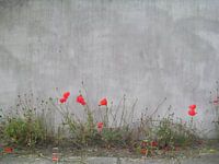 Rode klaprozen