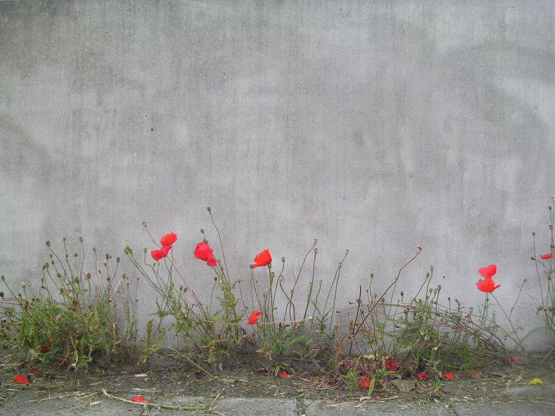 Rote Mohnblumen von Dennis Rietbergen