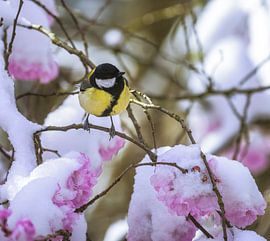 Kohlmeise auf einem schneebedeckten blühenden Kirschbaum von ManfredFotos