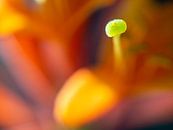 Abstracte macro bloem foto, oranje kleuren van Margreet van Tricht thumbnail