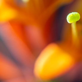Photo macro abstraite de fleurs, couleurs orange sur Margreet van Tricht