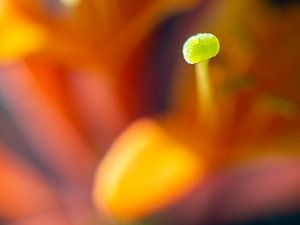 Abstracte macro bloem foto, oranje kleuren van Margreet van Tricht