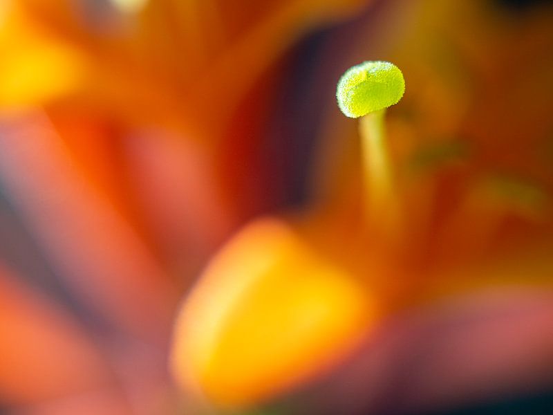 Abstracte macro bloem foto, oranje kleuren van Margreet van Tricht