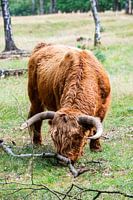 Scottish Highlander