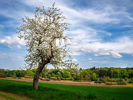 Vieux arbre fruitier aux fleurs blanches, au bord d'un champ, à la lumière du jour.