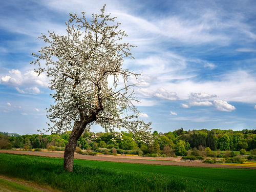 Oude fruitboom met witte bloesems aan de rand van een veld bij daglicht.