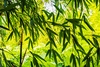 Bamboo