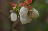 Fleurs de myrtilles blanches par Wieland Teixeira Aperçu