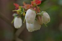 White blueberry flowers