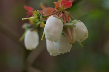 Fleurs de myrtilles blanches