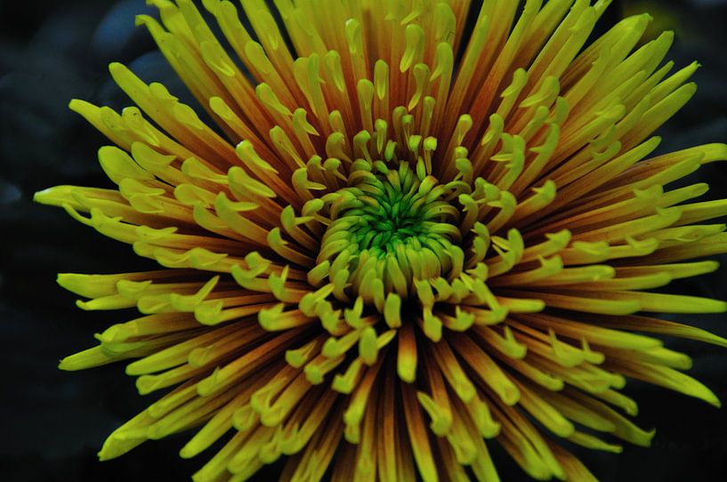 Bloem von Fred van den Brink