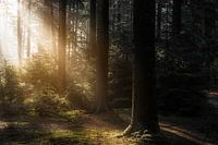Morning glow