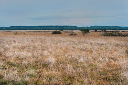 Veluwe-Landschaft