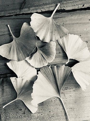 Gingko leaves