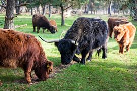 Scottish Highlanders in the woods by Rene  den Engelsman