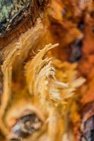 Broken wood