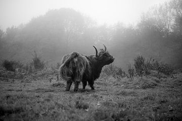 Schotse hooglander in zwart-wit van Niels Punter