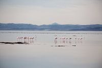 flamingos