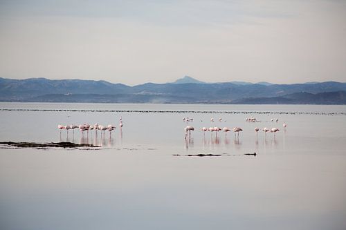 flamingos in het wild