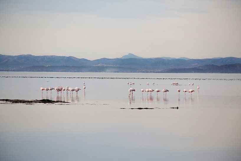 flamingos von marijke servaes