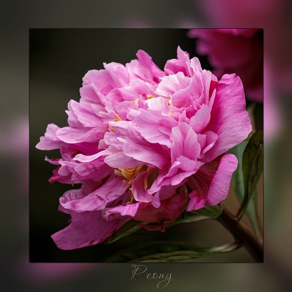 Peony with background and text by Carla van Zomeren