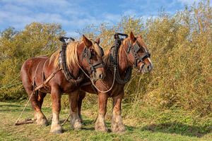 Werkpaarden van Bram van Broekhoven