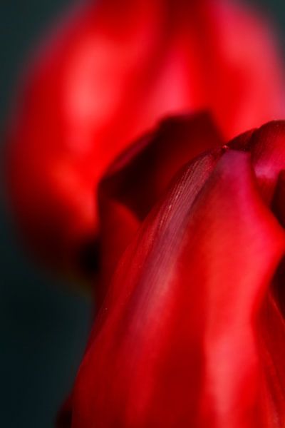 Traquer une tulipe - un portrait de famille #15 par Peter Baak