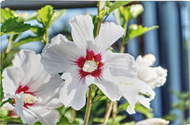 Weiße Hibiskusblüte im Sonnenlicht von Enrico Glagow