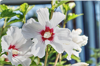 A white hibiscus flower in the sunlight