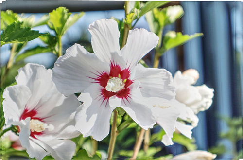 Fleur d'hibiscus blanche à la lumière du soleil