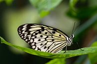 Schmetterling von Miranda van Hulst Miniaturansicht