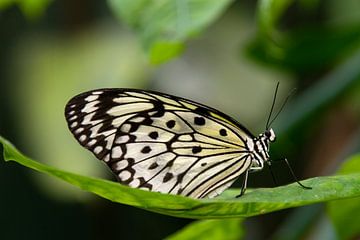 Schmetterling von Miranda van Hulst