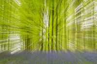 Bluebells in Hallerbos