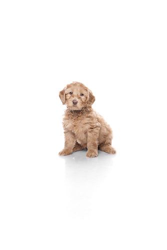 Portrait labradoodle puppy dog