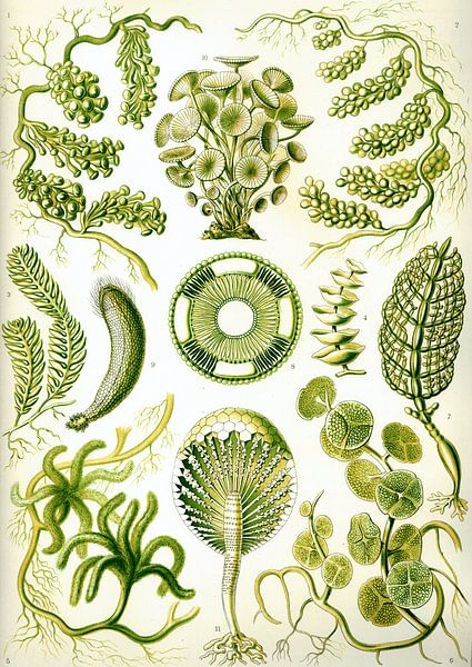 Siphoneae - Ernst Haeckel van Het Archief