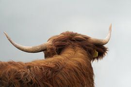 Highlander écossais sur Karin in't Hout