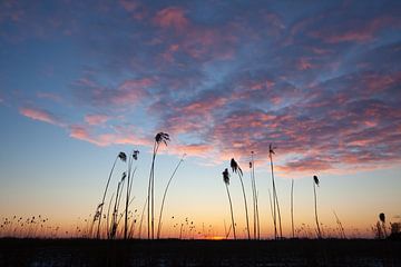 Rietpluimen in de zonsondergang van Marieke_van_Tienhoven