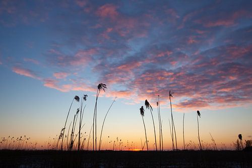 Reed plumes in the sunset