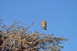 Raptor Namibie sur Merijn Loch