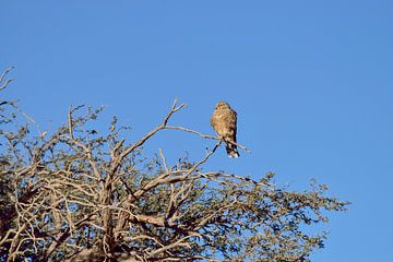 Roofvogel Namibië van Merijn Loch