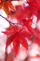 Rotes Ahornblatt