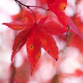 Red leaves of the Japanes maple in autumn by Cocky Anderson