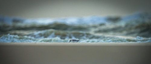 Bécasseau sanderling sur la plage