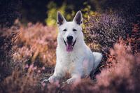 Witte Herder