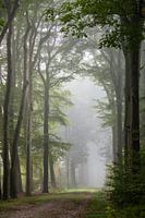 Tall trees