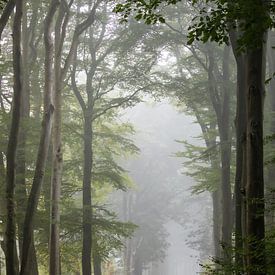 Hohe Bäume von Rob Willemsen photography