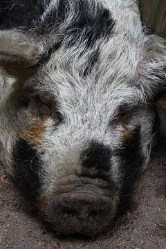 Schwein, Schnarchen von Marianne van den Bogaerdt