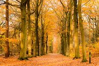 Geel bos