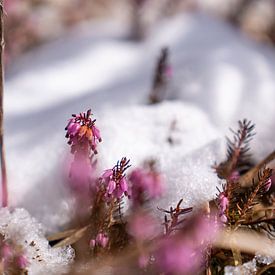 Krokus & Erika/Heidekraut in der Bergwelt von Miriam Schwarzfischer Fotografie