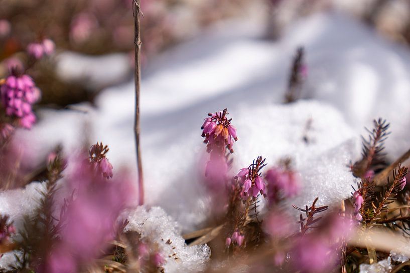 Crocus &amp; heather in the mountains by Miriam Schwarzfischer Fotografie